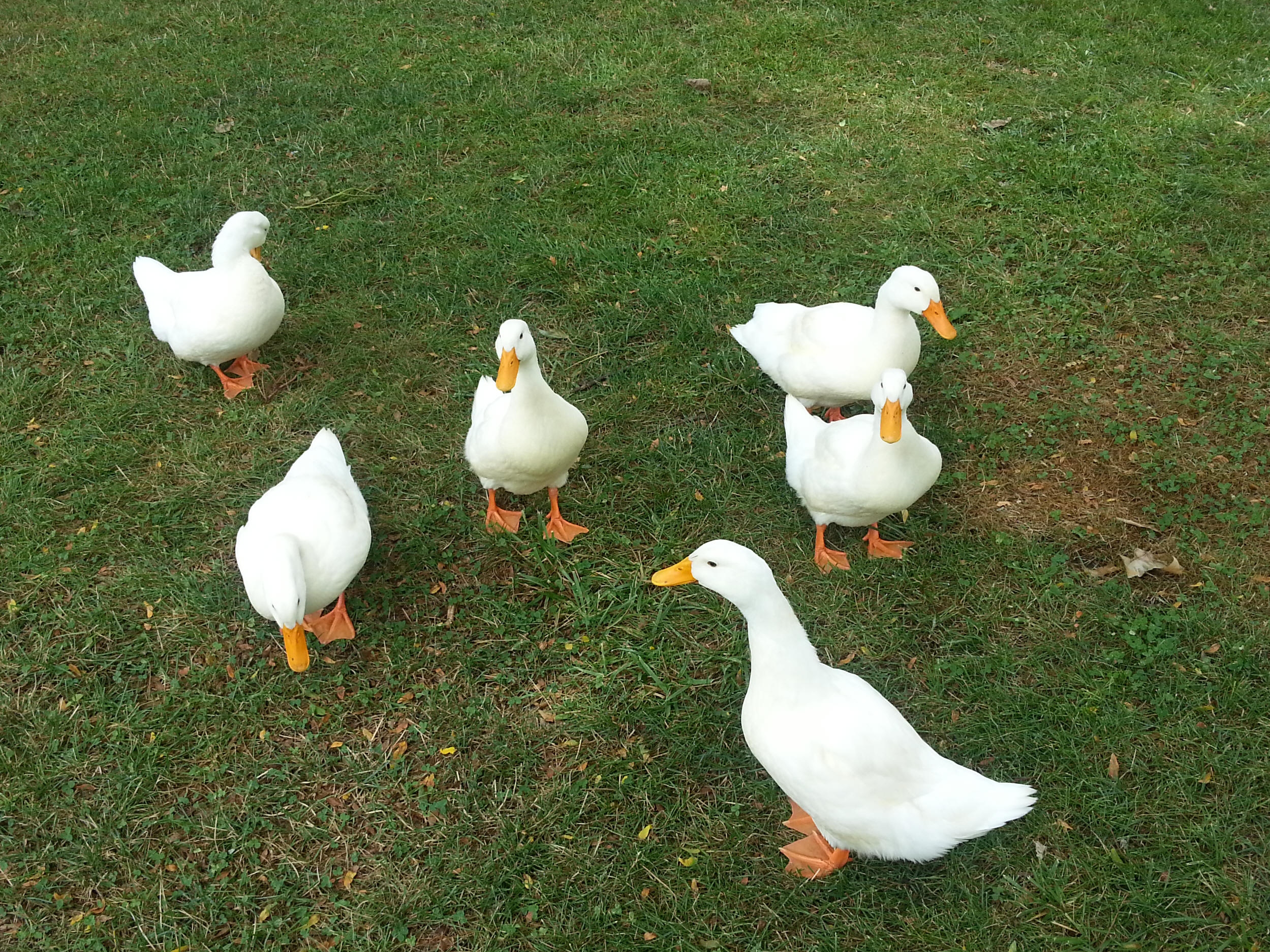 majestic-waterfowl-sanctuary-diary-pages
